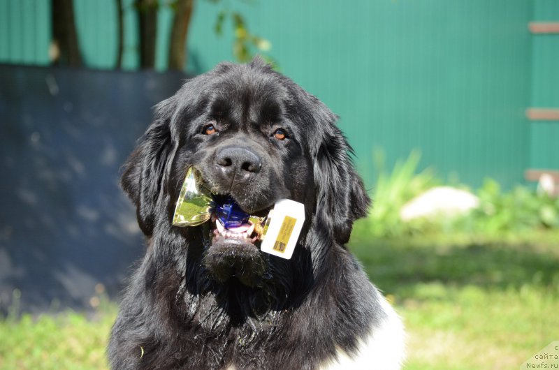 Фото: ньюфаундленд Энджелс Кипер Нибелунг (Angels Keeper Nibelung)