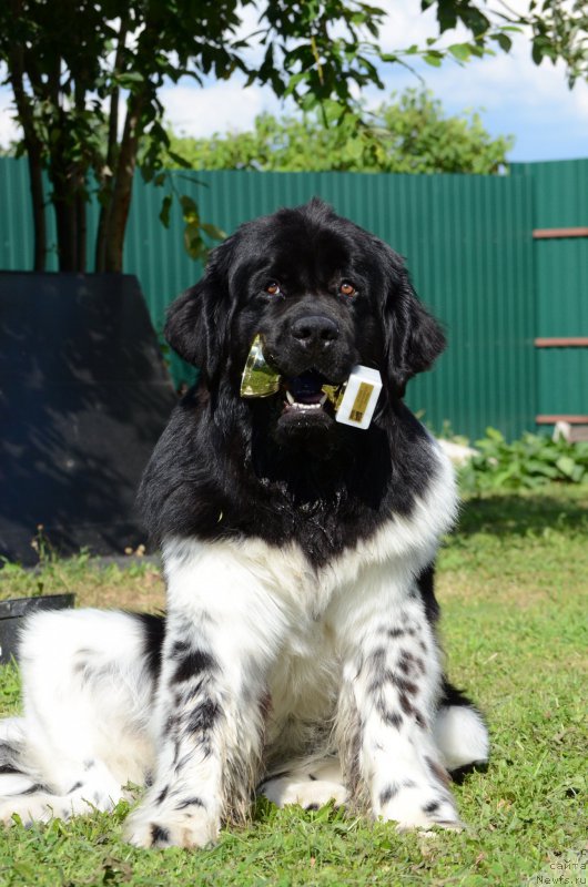 Фото: ньюфаундленд Энджелс Кипер Нибелунг (Angels Keeper Nibelung)