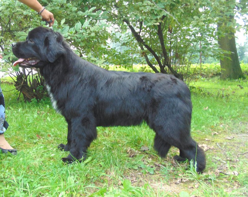 Фото: ньюфаундленд Treasure for Belkonder-Club Midnight Bear