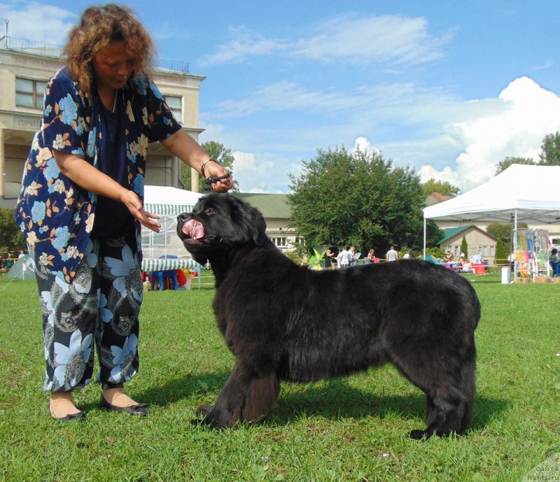 Фото: ньюфаундленд Белкондер-Клаб Белла Ренессанс (Belkonder-Club Bella Renaissance)