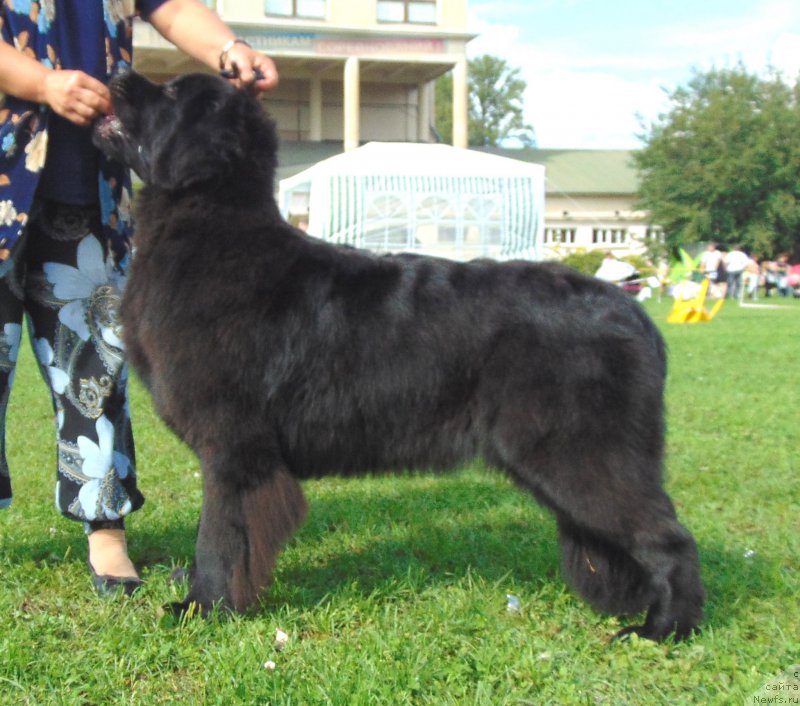 Фото: ньюфаундленд Белкондер-Клаб Белла Ренессанс (Belkonder-Club Bella Renaissance)