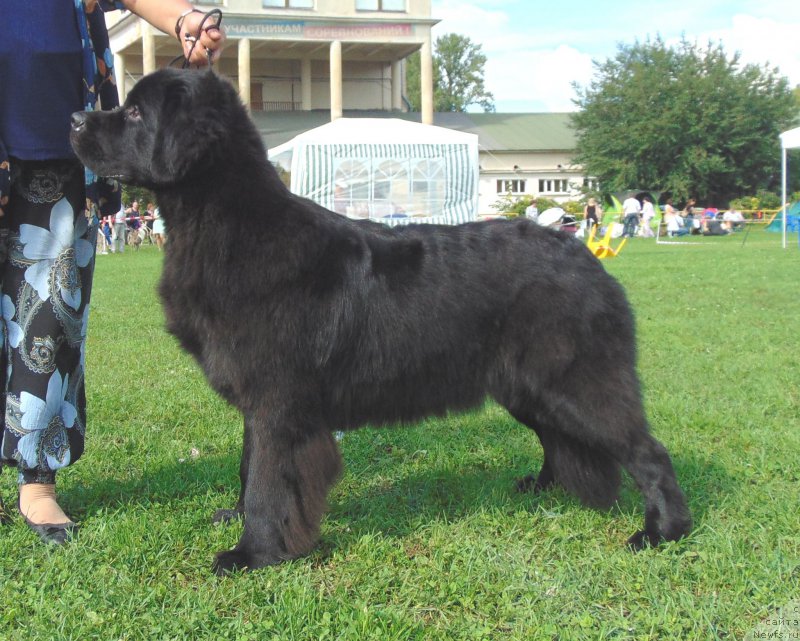 Фото: ньюфаундленд Белкондер-Клаб Белла Ренессанс (Belkonder-Club Bella Renaissance)