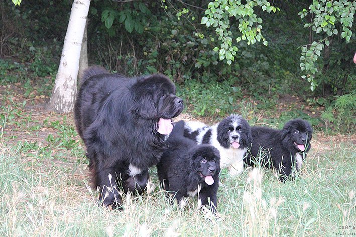 Фото: ньюфаундленд Ценный Кадр с Берега Дона (Tsenny Kadr s Berega Dona), ньюфаундленд Новая Звезда Морской Медведь, ньюфаундленд Неотразимый Денди Морской Медведь, ньюфаундленд Нефритовая Принцесса Морской Медведь