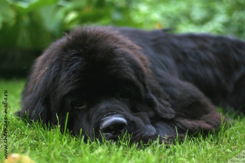 Фото: ньюфаундленд Черная Мафия Асе ин тхе Холе (Chernaya Mafia Ace in the Hole)