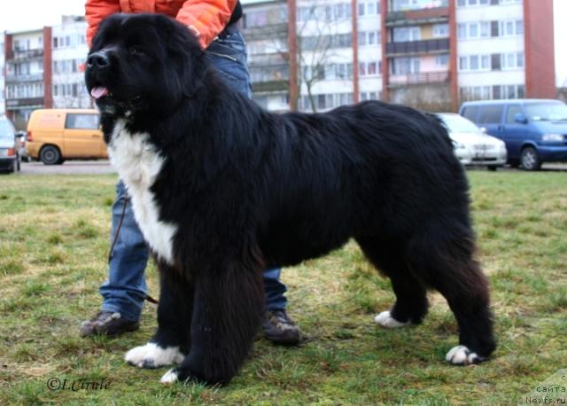 Фото: ньюфаундленд Питерньюф Жгучий Поцелуй (Piternyuf Zhguchiy Potseluy)