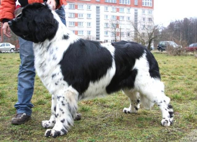 Фото: ньюфаундленд Маг Исполин Карте Бланч фор Питерньюф (Mag Ispolin Carte Blanche for Piternyuf)