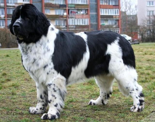 Фото: ньюфаундленд Маг Исполин Карте Бланч фор Питерньюф (Mag Ispolin Carte Blanche for Piternyuf)