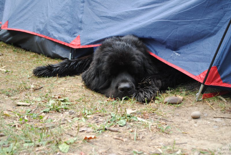 Фото: ньюфаундленд Кипер Соул Лайон Хэерт