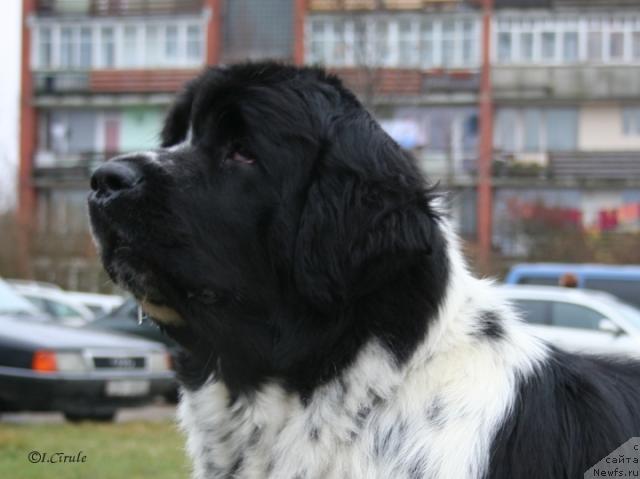 Фото: ньюфаундленд Маг Исполин Карте Бланч фор Питерньюф (Mag Ispolin Carte Blanche for Piternyuf)