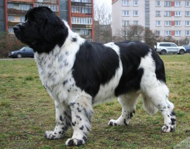 Фото: ньюфаундленд Маг Исполин Карте Бланч фор Питерньюф (Mag Ispolin Carte Blanche for Piternyuf)