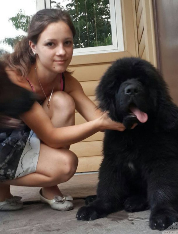 Фото: ньюфаундленд Супер Премиум Цириус