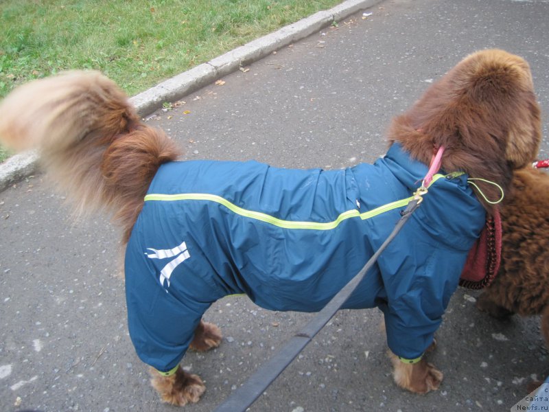Фото: ньюфаундленд Браунблад МСК Хаким Голд Хайдар (Brownblood MSK Hakim Gold Haydar)