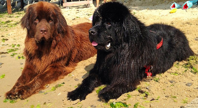 Фото: ньюфаундленд Браунблад МСК Харита Хавва (Brownblood MSK Harita Havva), ньюфаундленд Браунблад МСК Хэппи Тедди (Brownblood MSK Happy Teddy)