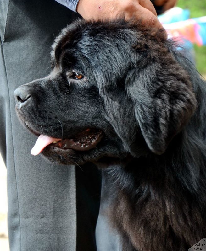 Фото: ньюфаундленд Акватория Келвин Есения (Aquatoriya Kelvin Eseniya)