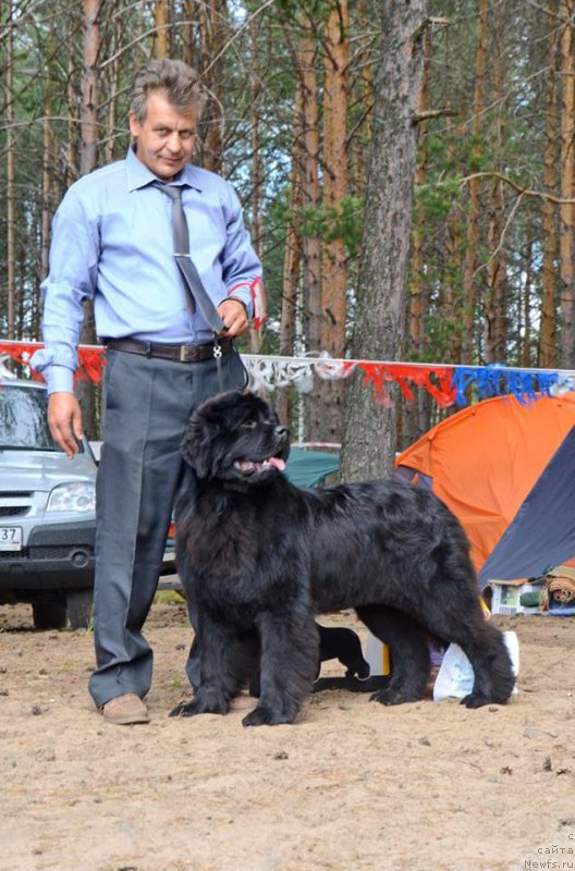 Фото: ньюфаундленд Акватория Келвин Есения (Aquatoriya Kelvin Eseniya)