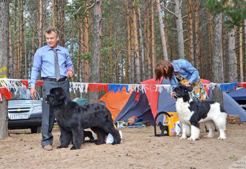 Фото: ньюфаундленд Акватория Келвин Есения (Aquatoriya Kelvin Eseniya), Владимир Тимофеев