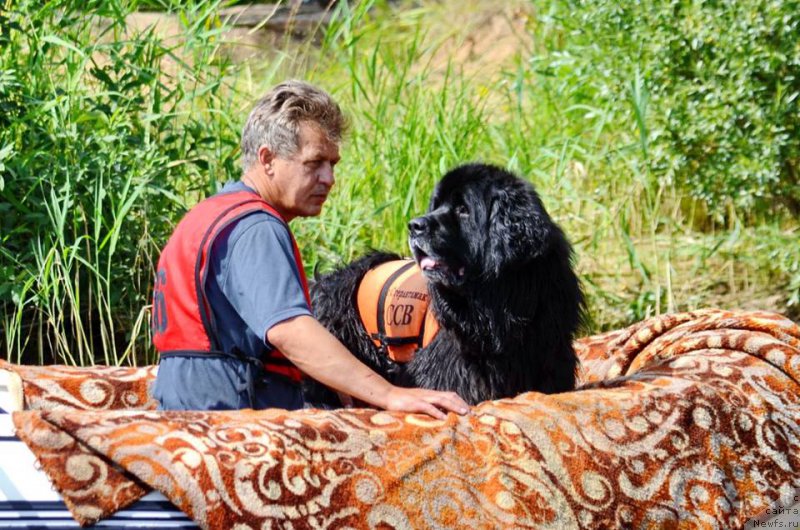 Фото: ньюфаундленд Юнг Форест Гамп