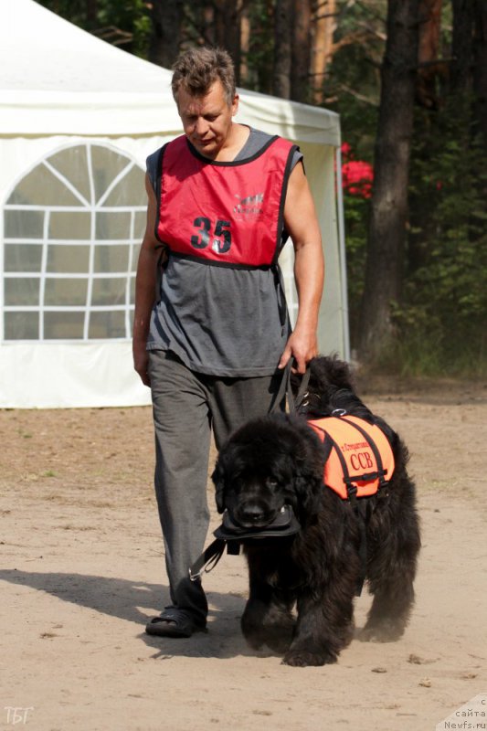 Фото: ньюфаундленд Юнг Форест Гамп