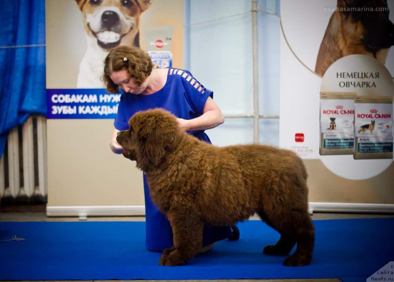 Фото: ньюфаундленд Браунблад МСК Велес Алистер (Brownblood MSK Veles Alister)