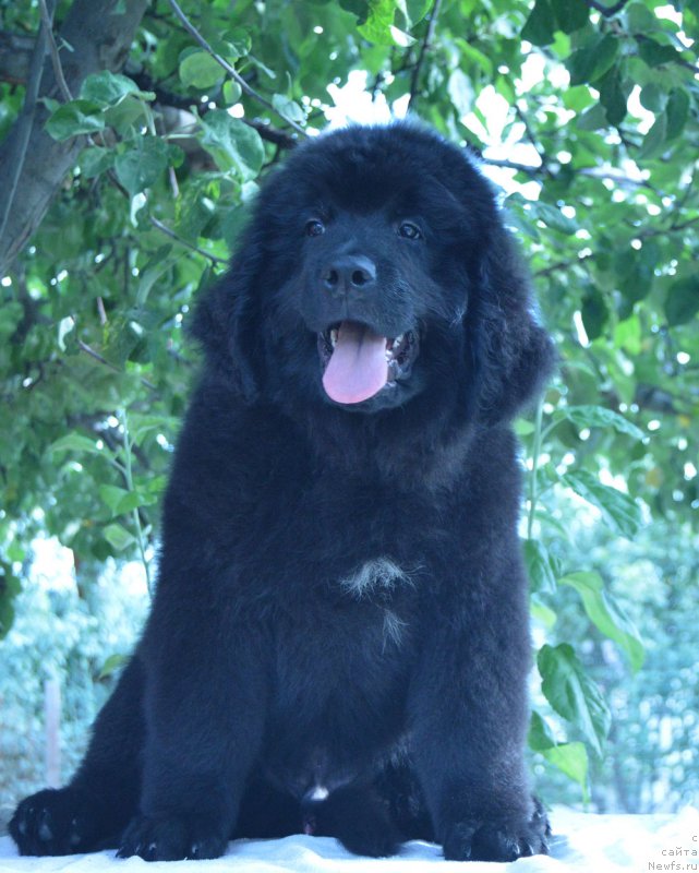 Фотография № 211258