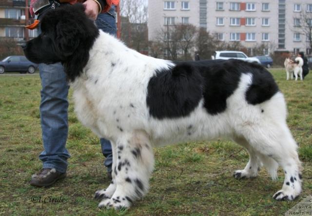 Фото: ньюфаундленд Don't Worry Be Happy de L'Etoile de Cyrice