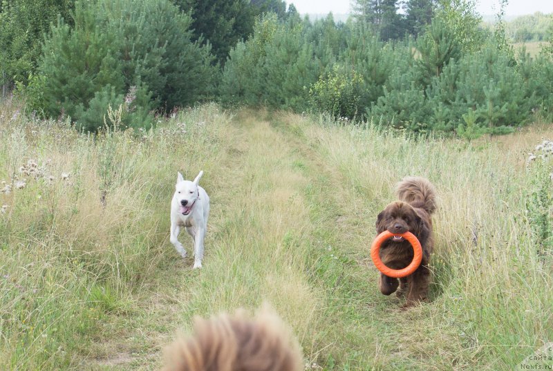 Фото: ньюфаундленд Наоми Таголири фор Браунблад (Naomi Tagoliri for Brouwnblood)