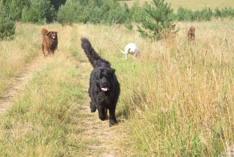 Фото: ньюфаундленд Питерньюф Идеас Фор Лифе (Piternyuf Ideas For Life), ньюфаундленд Сверкающая Гора Машаме (Sverkayuzhaya Gora Mashame), ньюфаундленд Наоми Таголири фор Браунблад (Naomi Tagoliri for Brouwnblood)