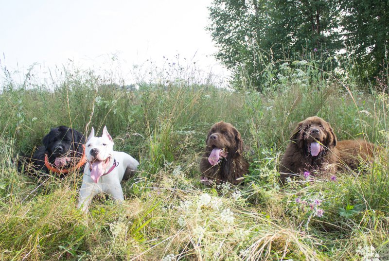 Фото: ньюфаундленд Питерньюф Идеас Фор Лифе (Piternyuf Ideas For Life), Дана, ньюфаундленд Наоми Таголири фор Браунблад (Naomi Tagoliri for Brouwnblood), ньюфаундленд Сверкающая Гора Машаме (Sverkayuzhaya Gora Mashame)