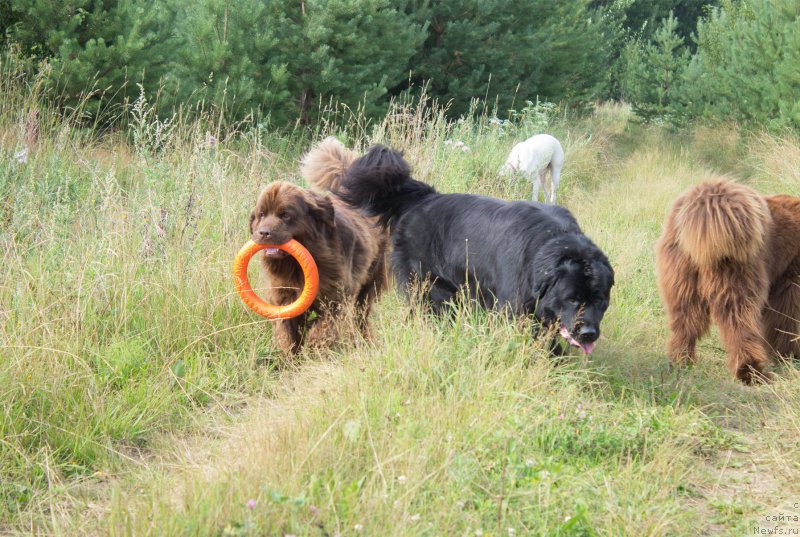 Фото: ньюфаундленд Питерньюф Идеас Фор Лифе (Piternyuf Ideas For Life), ньюфаундленд Наоми Таголири фор Браунблад (Naomi Tagoliri for Brouwnblood)