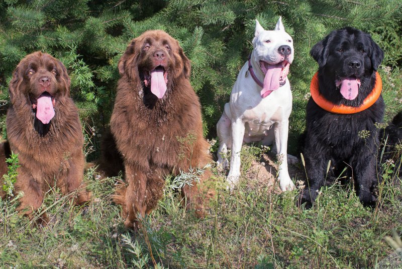 Фото: ньюфаундленд Наоми Таголири фор Браунблад (Naomi Tagoliri for Brouwnblood), ньюфаундленд Сверкающая Гора Машаме (Sverkayuzhaya Gora Mashame), Дана, ньюфаундленд Питерньюф Идеас Фор Лифе (Piternyuf Ideas For Life)