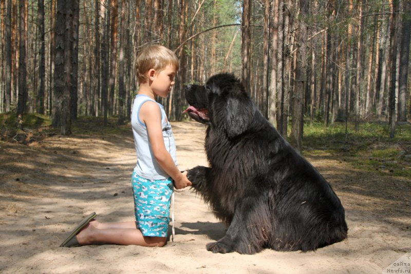 Фото: ньюфаундленд Аквиан Сонг Лаватера (Akvian Song Lavatera)