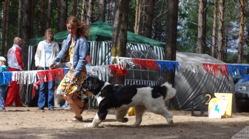 Фото: ньюфаундленд Аквиан Сонг Розмари (Akvian Song Rosemary)