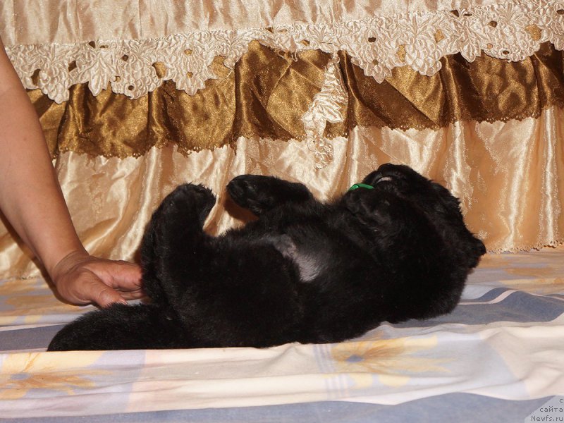 Фотография № 211310