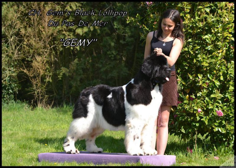 Фото: ньюфаундленд Gems Black Lollipop du Pas de Mer