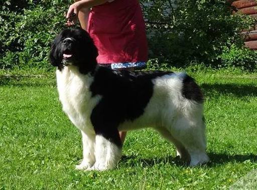 Фото: ньюфаундленд Аквиан Сонг Розмари (Akvian Song Rosemary)