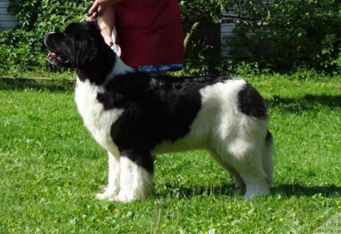 Фото: ньюфаундленд Аквиан Сонг Розмари (Akvian Song Rosemary)