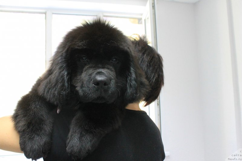 Фотография № 211342