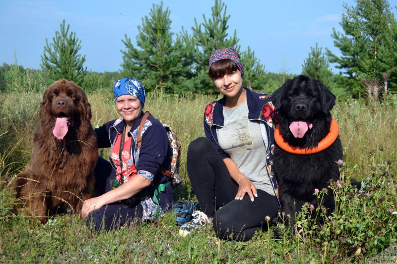 Фото: ньюфаундленд Наоми Таголири фор Браунблад (Naomi Tagoliri for Brouwnblood), Татьяна Журавлева, Зарина Лубкова, ньюфаундленд Питерньюф Идеас Фор Лифе (Piternyuf Ideas For Life)