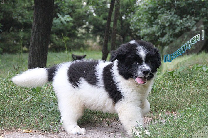 Фотография № 211394