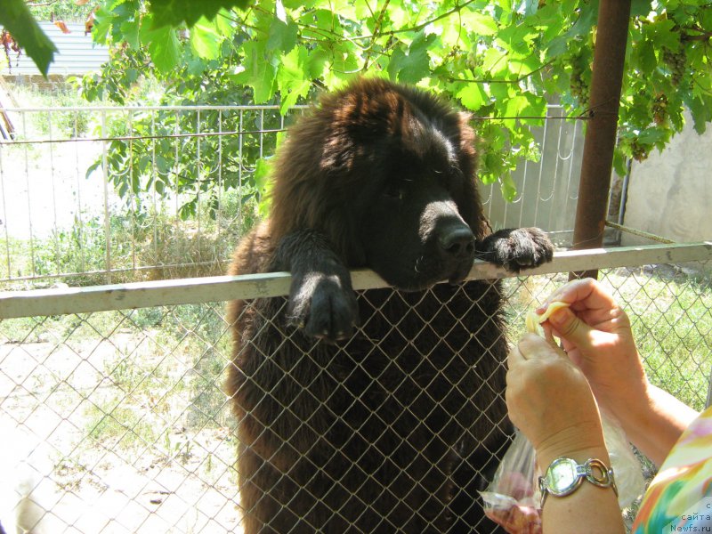 Фото: ньюфаундленд Зимний Дар с Берега Дона (Zimniy Dar s Berega Dona)