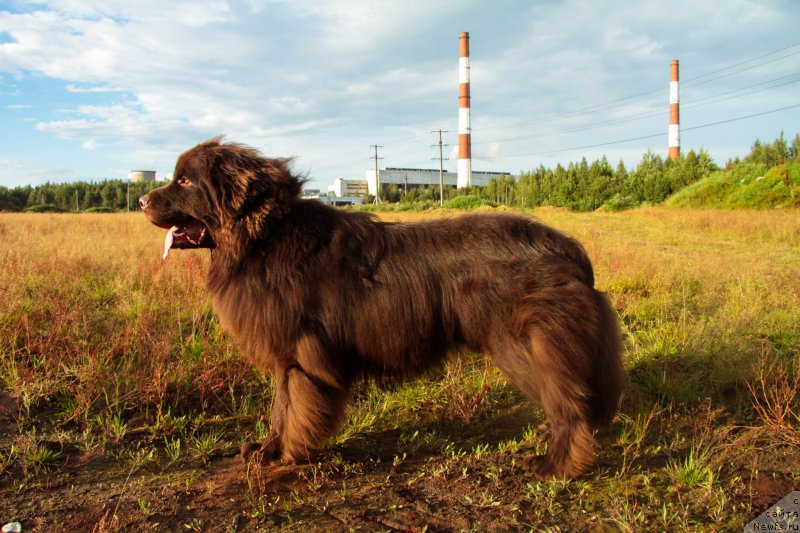 Фото: ньюфаундленд Альфа Дар Окса Виват