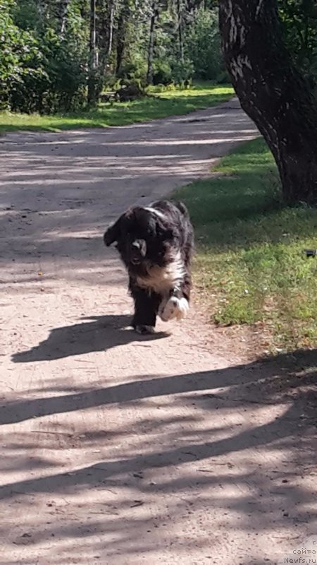 Фото: ньюфаундленд Лекс Красавчик