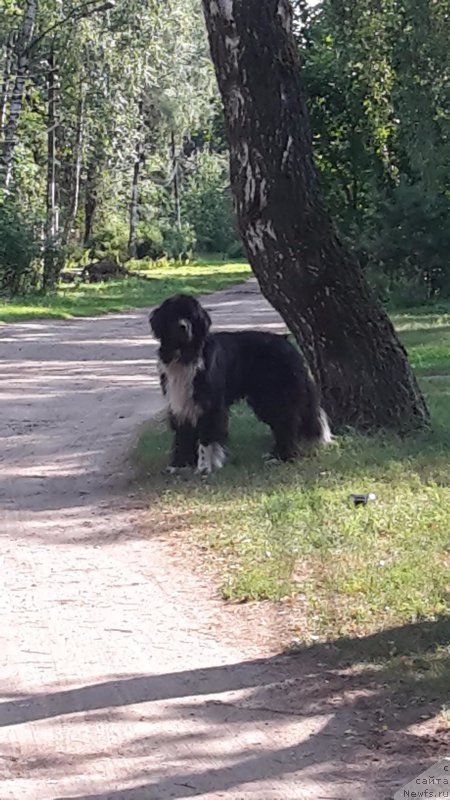 Фото: ньюфаундленд Лекс Красавчик