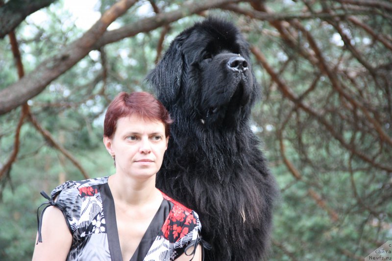 Фото: ньюфаундленд Бегущая по Волнам Шаман (Beguschaya po Volnam Shaman)