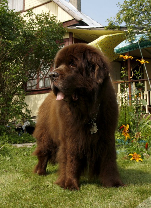 Фото: ньюфаундленд Ais Cream Ambassador