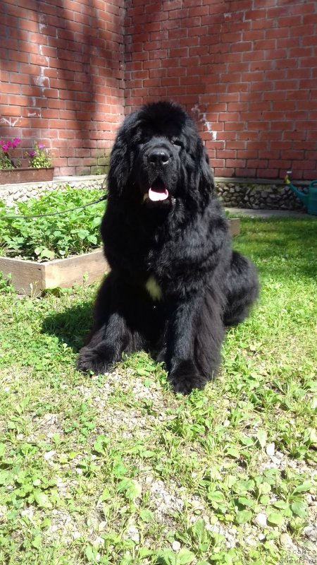 Фото: ньюфаундленд Newettas Ice Princess Of Denmark