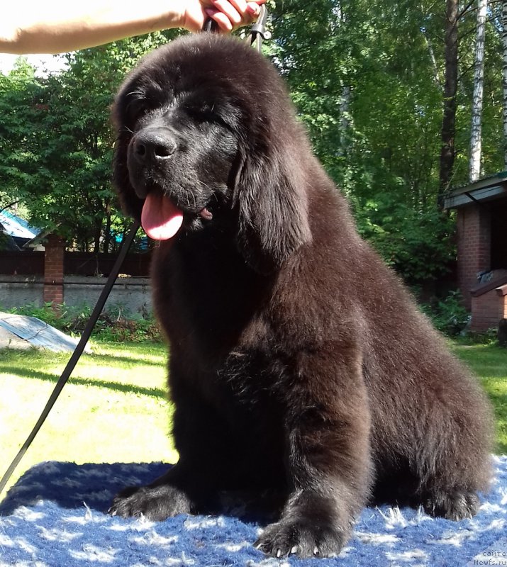 Фото: ньюфаундленд Супер Премиум Цар-Чи (Super Premium Char-Chi)