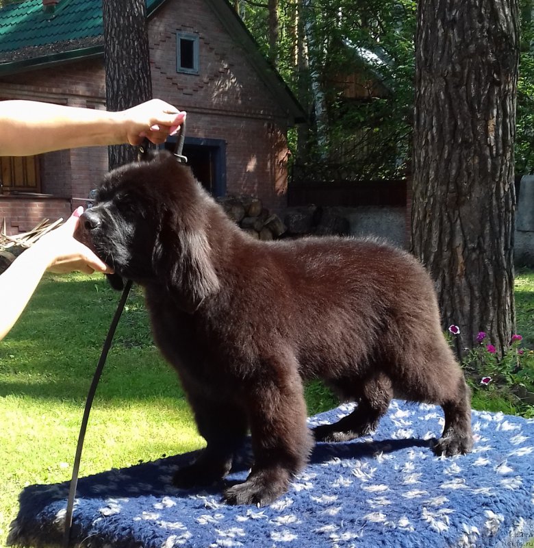 Фото: ньюфаундленд Супер Премиум Цар-Чи (Super Premium Char-Chi)