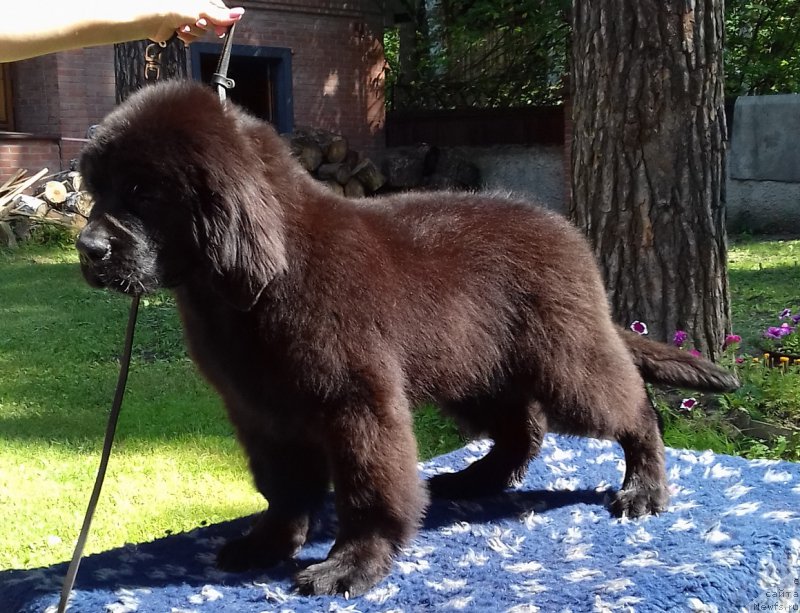 Фото: ньюфаундленд Супер Премиум Цар-Чи (Super Premium Char-Chi)