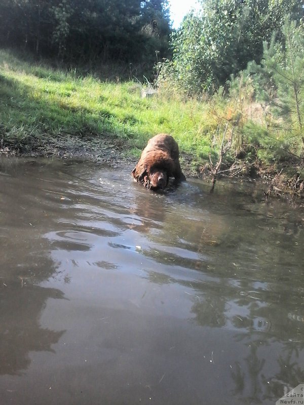 Фото: ньюфаундленд Браунблад МСК Велес Алистер (Brownblood MSK Veles Alister)